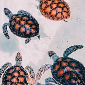 Meet your Posher, Addison